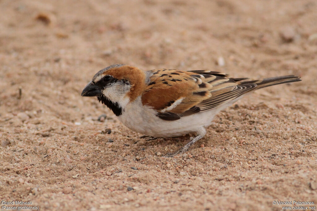 Great Sparrow male