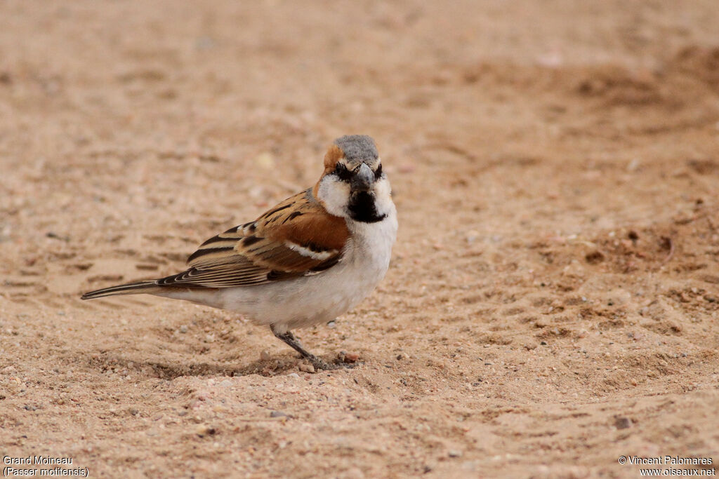 Great Sparrow male