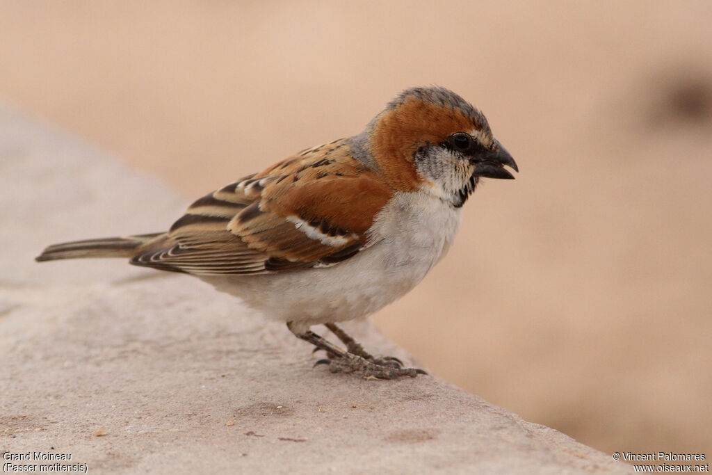 Great Sparrow male