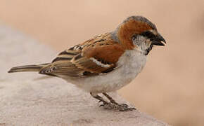 Great Sparrow