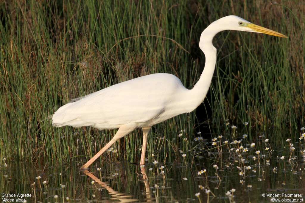Grande Aigrette
