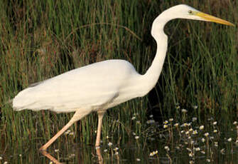 Grande Aigrette