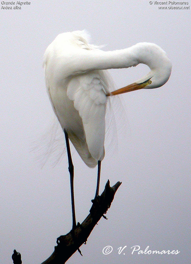 Grande Aigrette