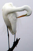 Grande Aigrette