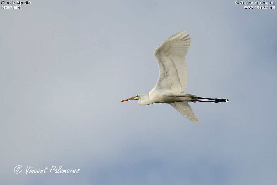 Grande Aigrette