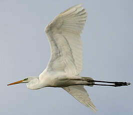 Grande Aigrette