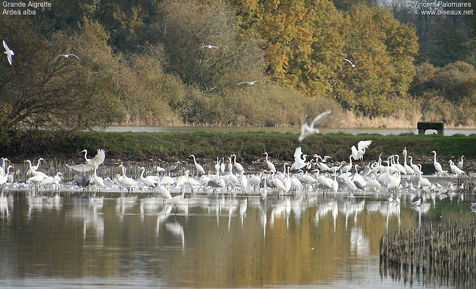 Grande Aigrette