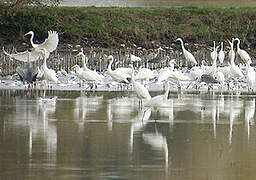 Great Egret