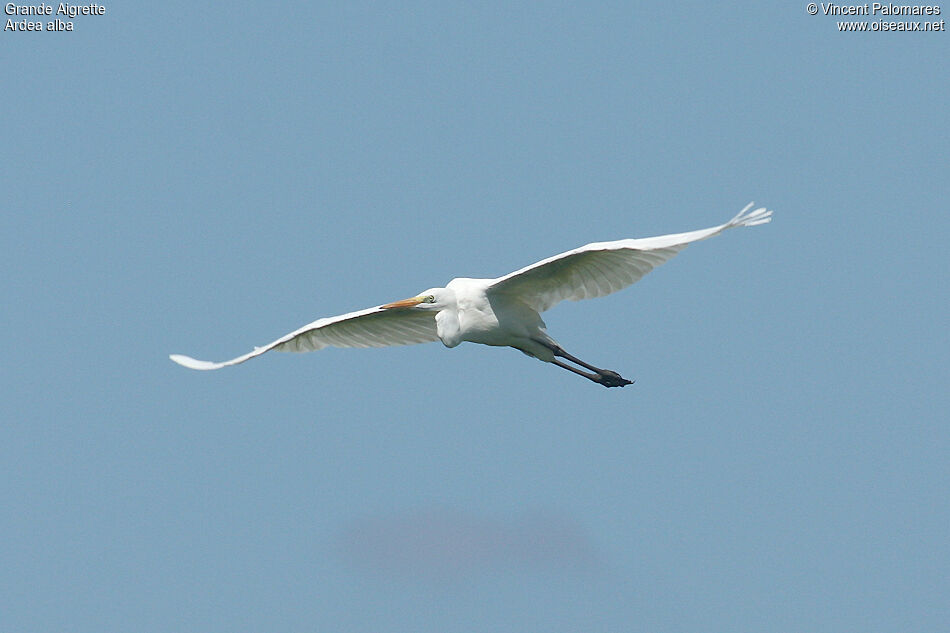 Grande Aigrette