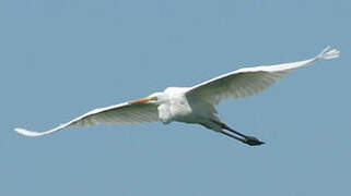 Great Egret