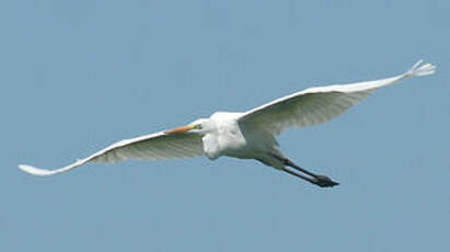 Grande Aigrette