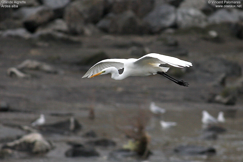 Grande Aigrette