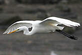 Grande Aigrette