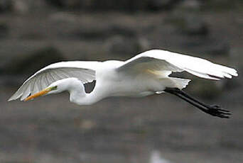 Grande Aigrette