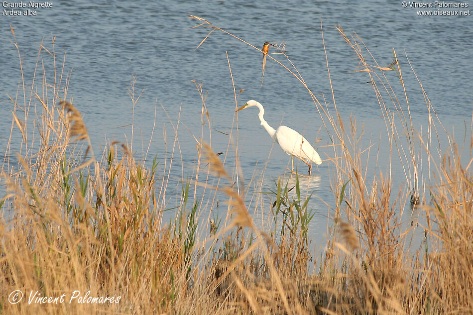 Great Egret