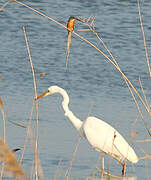 Grande Aigrette