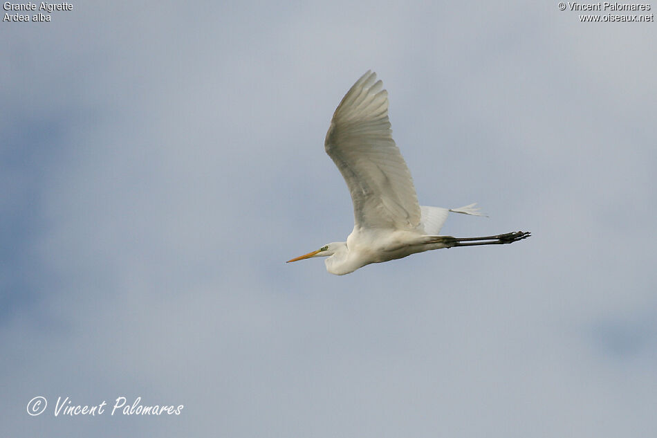 Grande Aigrette