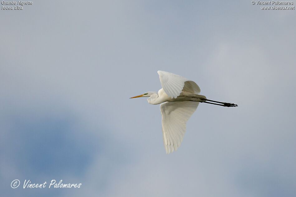 Grande Aigrette