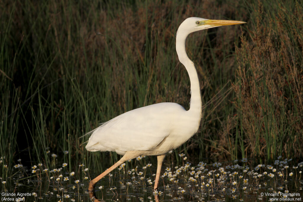 Grande Aigrette