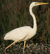 Grande Aigrette