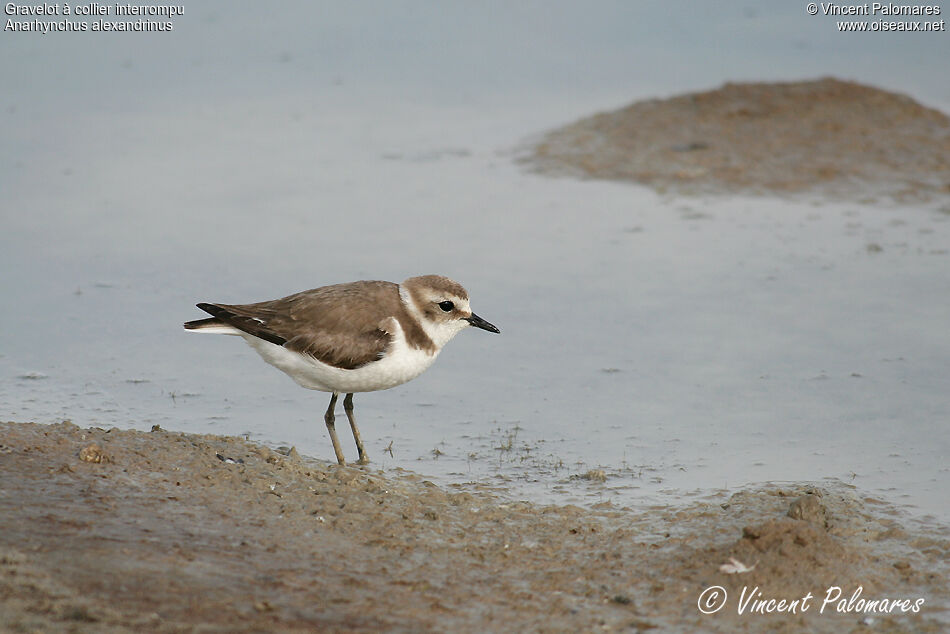 Kentish Plover