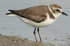 Kentish Plover