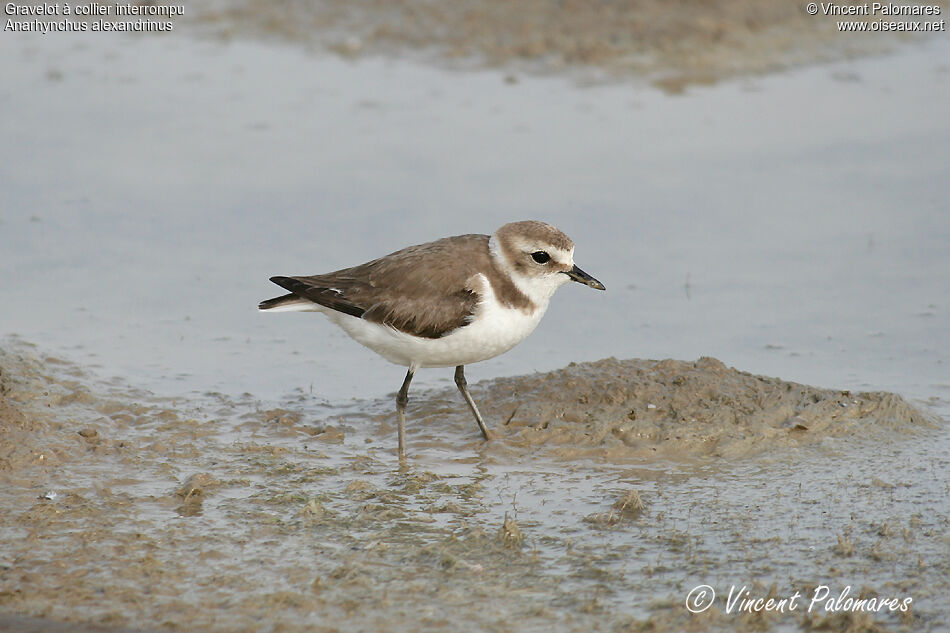 Kentish Plover