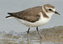 Kentish Plover