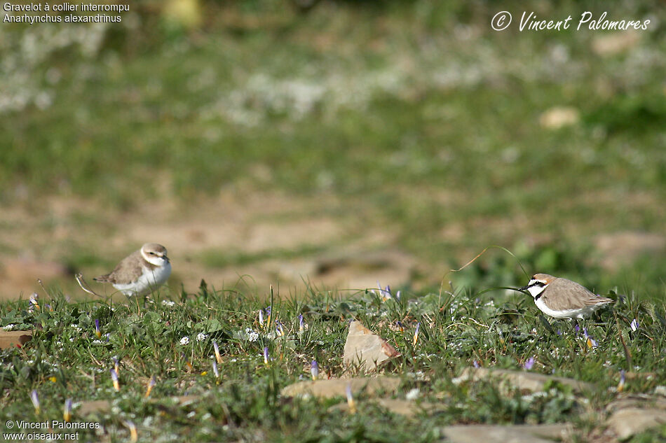 Kentish Plover