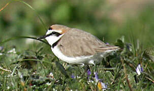 Kentish Plover