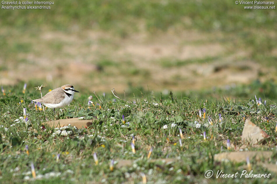 Kentish Plover