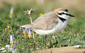 Kentish Plover