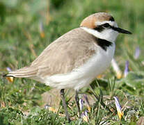 Kentish Plover