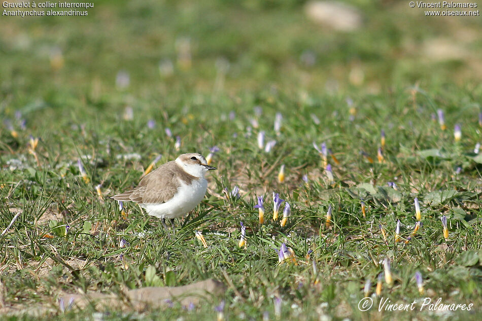 Kentish Plover