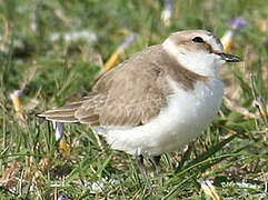 Kentish Plover