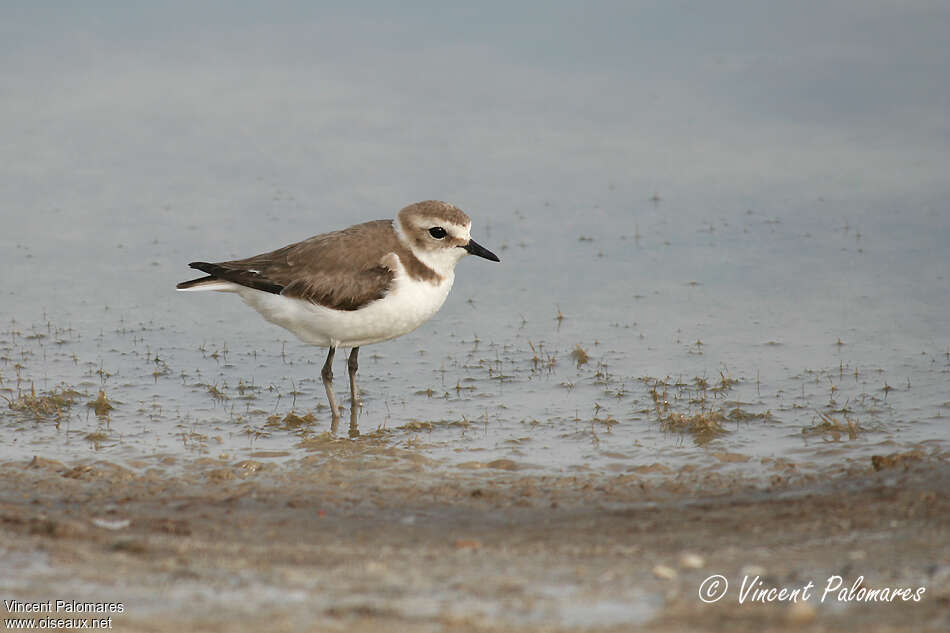 Kentish Plover female adult, identification