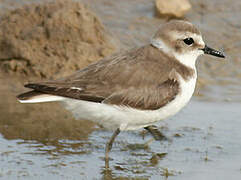 Kentish Plover