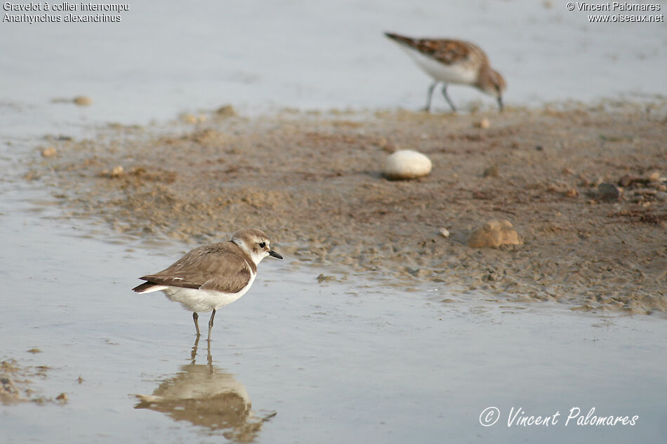 Kentish Plover