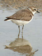 Kentish Plover