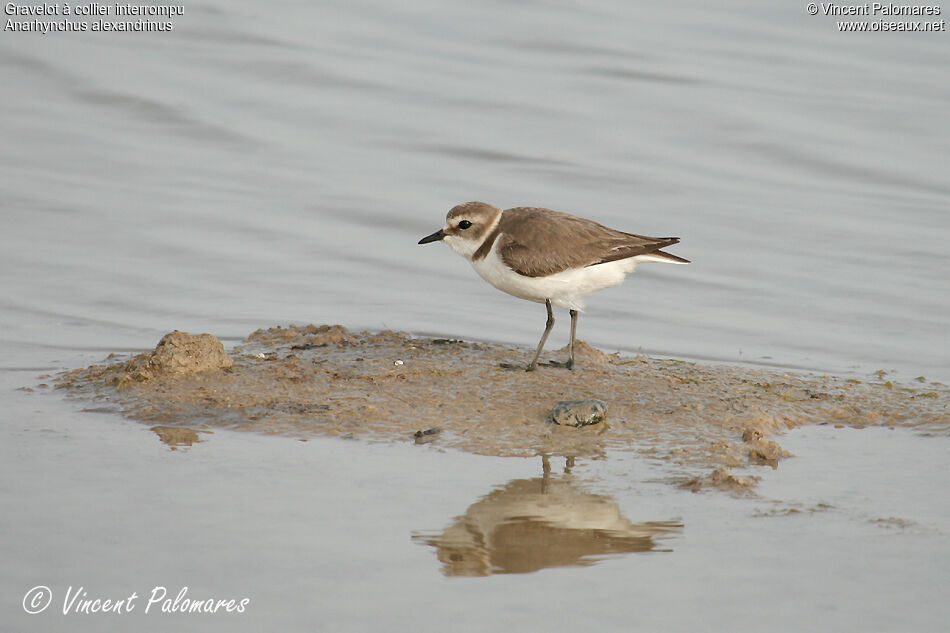 Kentish Plover