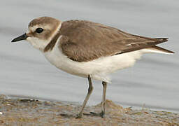 Kentish Plover