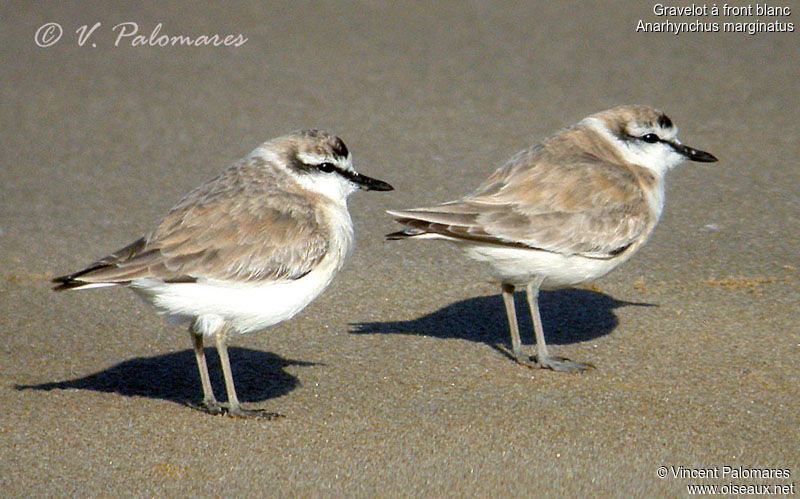 White-fronted Plover