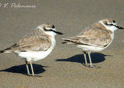 White-fronted Plover