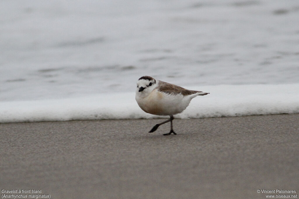 White-fronted Plover