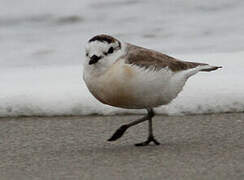 White-fronted Plover