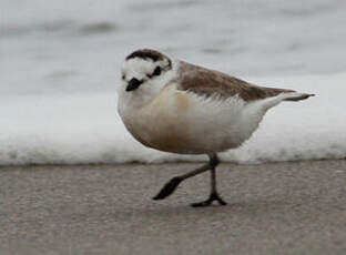 Gravelot à front blanc