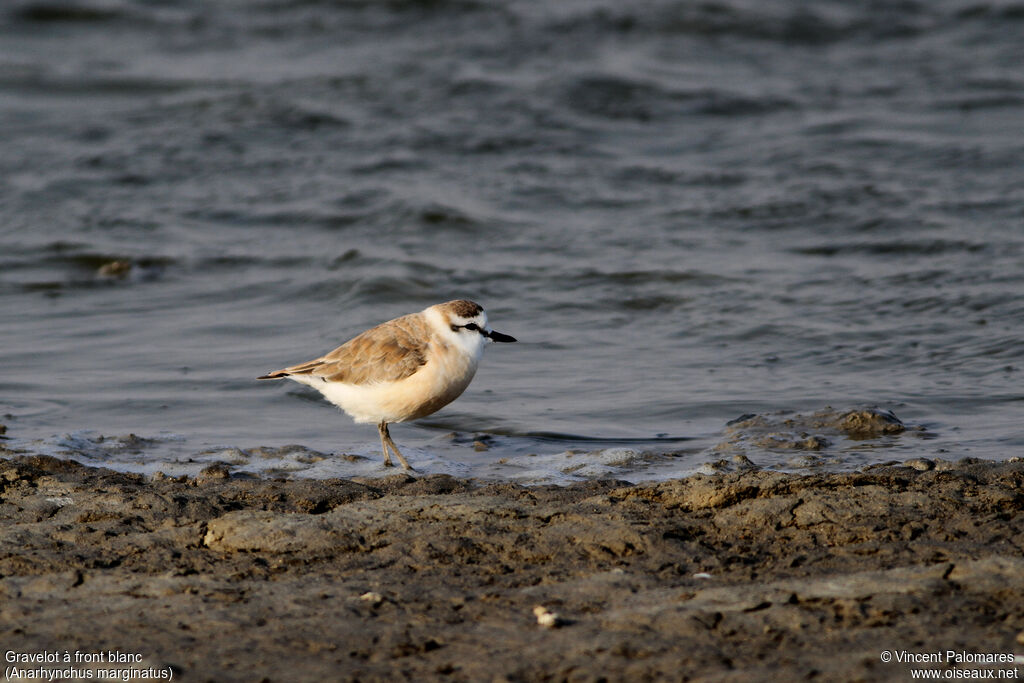 Gravelot à front blanc