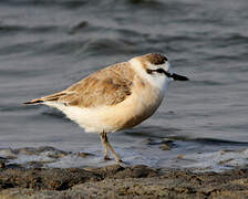 White-fronted Plover