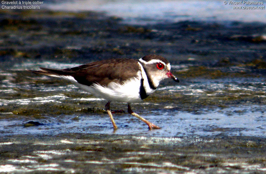 Three-banded Plover