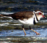 Three-banded Plover